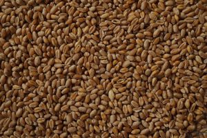 grain sampling